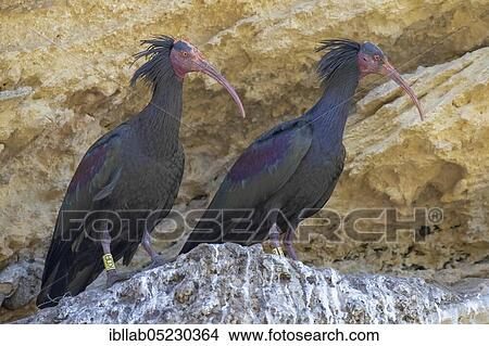 Picture - Northern bald ibis (Geronticus eremita), Andalusia, Spain, Europe. Fotosearch
