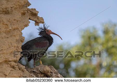 Stock Image - Northern bald ibis (Geronticus eremita), Andalusia, Spain, Europe. Fotosearch