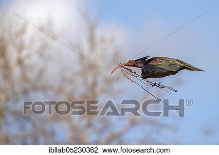 Northern bald ibis (Geronticus eremita), Andalusia, Spain, Europe View Large Photo Image Stock Image - Northern bald ibis (Geronticus eremita), Andalusia, Spain, Europe. Fotosearch