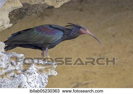 Stock Image - Northern bald ibis (Geronticus eremita), Andalusia, Spain, Europe. Fotosearch
