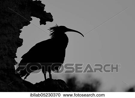Northern bald ibis (Geronticus eremita), Andalusia, Spain, Europe View Large Photo Image Stock Image - Northern bald ibis (Geronticus eremita), Andalusia, Spain, Europe. Fotosearch