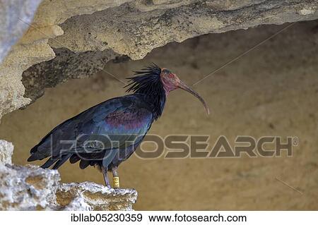 Stock Photo - Northern bald ibis (Geronticus eremita), Andalusia, Spain, Europe. Fotosearch