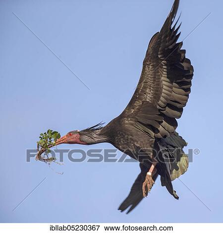 Northern bald ibis (Geronticus eremita), Andalusia, Spain, Europe View Large Photo Image Stock Photo - Northern bald ibis (Geronticus eremita), Andalusia, Spain, Europe. Fotosearch