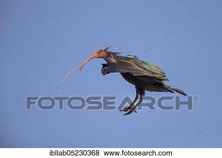 Northern bald ibis (Geronticus eremita), Andalusia, Spain, Europe View Large Photo Image Stock Photo - Northern bald ibis (Geronticus eremita), Andalusia, Spain, Europe. Fotosearch