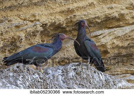 Stock Photograph - Northern bald ibis (Geronticus eremita), Andalusia, Spain, Europe. Fotosearch