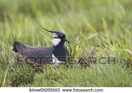 Stock Image - Northern lapwing (Vanellus vanellus), Nest, Lower Saxony, Germany, Europe. Fotosearch