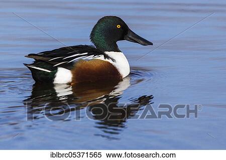 Stock Photography - Northern Shoveler (Anas clypeata), Majorca, drake, Spain, Europe. Fotosearch