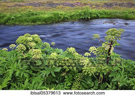 Norwegian angelica (Angelica archangelica), true angelica View Large Photo Image Stock Image - Norwegian angelica (Angelica archangelica), true angelica. Fotosearch