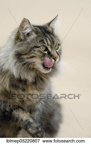 Norwegian Forest Cat licking its mouth View Large Photo Image Stock Photo - Norwegian Forest Cat licking its mouth. Fotosearch