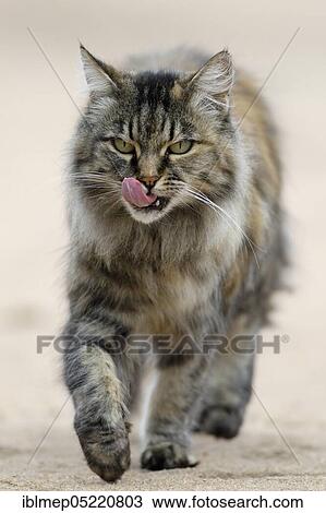 Stock Image - Norwegian Forest Cat, licks its mouth. Fotosearch