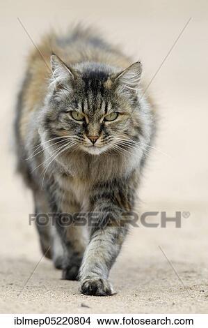 Norwegian Forest Cat View Large Photo Image Picture - Norwegian Forest Cat. Fotosearch
