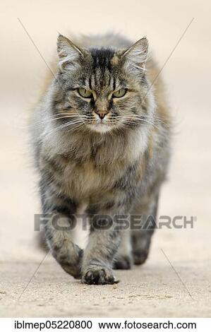 Norwegian Forest Cat View Large Photo Image Stock Image - Norwegian Forest Cat. Fotosearch