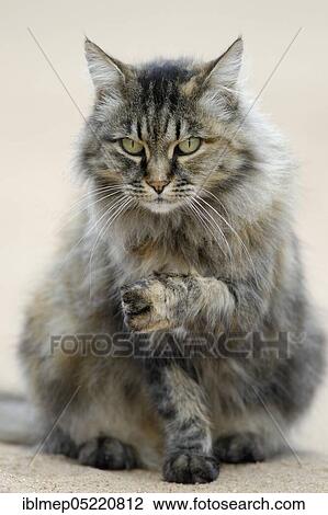 Norwegian Forest Cat View Large Photo Image Stock Image - Norwegian Forest Cat. Fotosearch