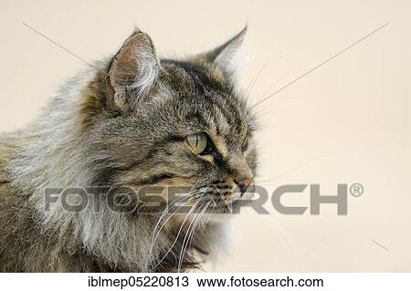 Norwegian Forest Cat View Large Photo Image Stock Image - Norwegian Forest Cat. Fotosearch