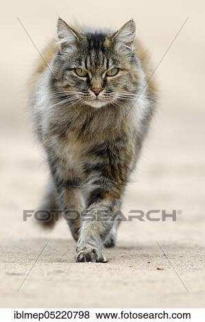 Norwegian Forest Cat View Large Photo Image Stock Photo - Norwegian Forest Cat. Fotosearch