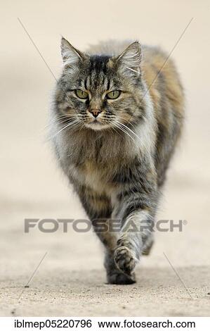 Stock Photograph - Norwegian Forest Cat. Fotosearch
