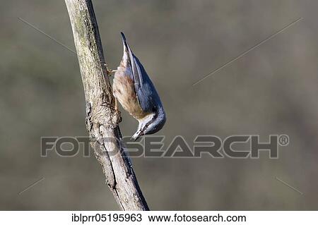 Nuthatch (Sitta europaea), Lower Saxony, Germany, Europe View Large Photo Image Stock Image - Nuthatch (Sitta europaea), Lower Saxony, Germany, Europe. Fotosearch