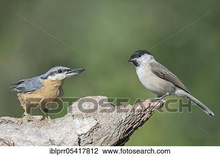 Nuthatch (Sitta europaea) with food, Willow Tit (Parus montanus), Lower Saxony, Germany, Europe View Large Photo Image Stock Image - Nuthatch (Sitta europaea) with food, Willow Tit (Parus montanus), Lower Saxony, Germany, Europe. Fotosearch
