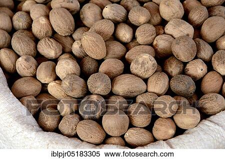 Nutmegs ( Myristica fragrans) View Large Photo Image Stock Photography - Nutmegs ( Myristica fragrans). Fotosearch