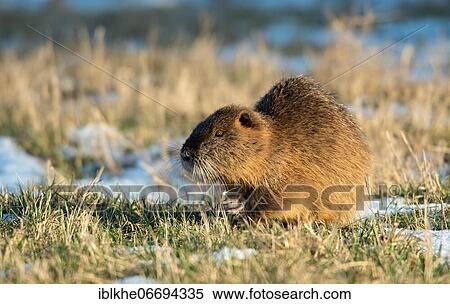 Stock Photography - Nutria (Myocastor coypus) in winter, Lower Saxony Elbtalaue, Prignitz, Brandenburg, Germany, Europe. Fotosearch