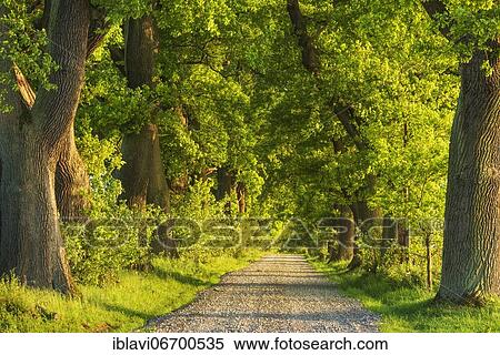 Stock Photography - Oak avenue in the evening light, Reinhardswald, Hesse, Germany, Europe. Fotosearch