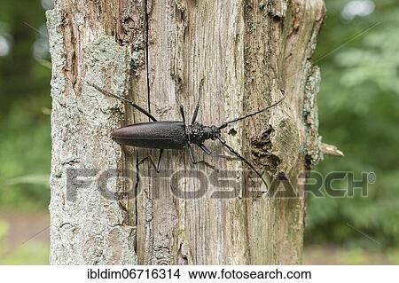 Oak goat (Cerambyx cerdo) on a tree trunk, North Rhine-Westphalia, Germany, Europe View Large Photo Image Picture - Oak goat (Cerambyx cerdo) on a tree trunk, North Rhine-Westphalia, Germany, Europe. Fotosearch