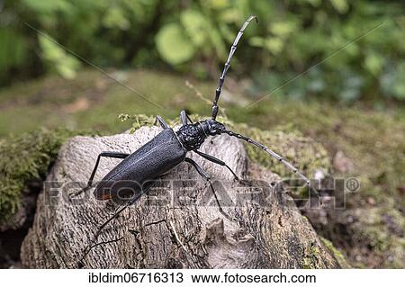 Oak goat (Cerambyx cerdo) on a tree trunk, North Rhine-Westphalia, Germany, Europe View Large Photo Image Stock Image - Oak goat (Cerambyx cerdo) on a tree trunk, North Rhine-Westphalia, Germany, Europe. Fotosearch