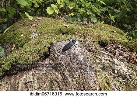 Stock Photograph - Oak goat (Cerambyx cerdo) on a tree trunk, North Rhine-Westphalia, Germany, Europe. Fotosearch