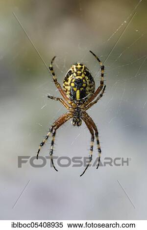 Oak leaf cross spider (Aculepeira ceropegia), Istria, Croatia, Europe View Large Photo Image Stock Photography - Oak leaf cross spider (Aculepeira ceropegia), Istria, Croatia, Europe. Fotosearch