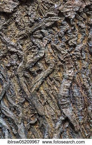 Stock Photo - Oaksbark (Quercus), jungle Baumweg, Oldenburger Land, Lower Saxony, Germany, Europe. Fotosearch