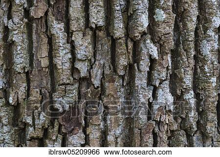 Stock Photograph - Oaksbark (Quercus), jungle Baumweg, Oldenburger Land, Lower Saxony, Germany, Europe. Fotosearch