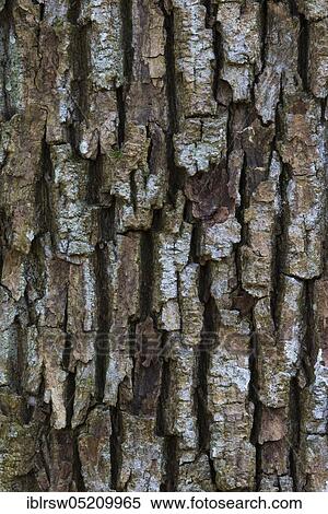 Oaksbark (Quercus), jungle Baumweg, Oldenburger Land, Lower Saxony, Germany, Europe View Large Photo Image Stock Photography - Oaksbark (Quercus), jungle Baumweg, Oldenburger Land, Lower Saxony, Germany, Europe. Fotosearch
