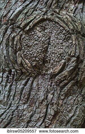 Stock Photo - Oaksdetail (Quercus), Jungle Hasbruch, Hude, Lower Saxony, Germany, Europe. Fotosearch