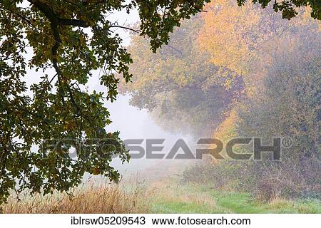 Stock Image - Oakskamp (Quercus), Vechta, Lower Saxony, Germany, Europe. Fotosearch
