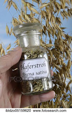 Oat straw (Avena sativa), Oats View Large Photo Image Stock Image - Oat straw (Avena sativa), Oats. Fotosearch