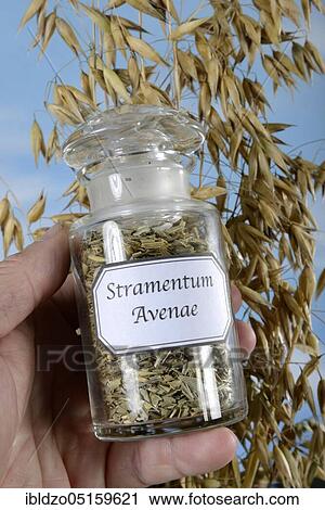 Oat straw (Avena sativa), Oats View Large Photo Image Stock Image - Oat straw (Avena sativa), Oats. Fotosearch