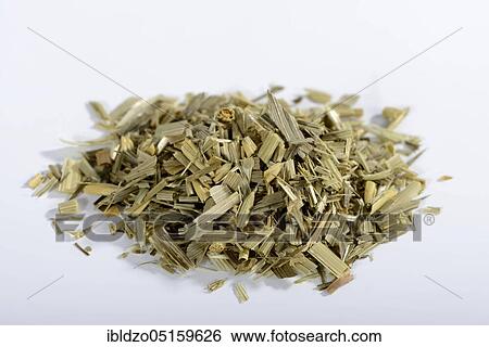 Oat straw (Avena sativa), Oats View Large Photo Image Stock Photograph - Oat straw (Avena sativa), Oats. Fotosearch