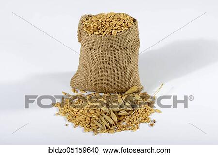 Oats (Avena sativa), oat grains View Large Photo Image Stock Image - Oats (Avena sativa), oat grains. Fotosearch