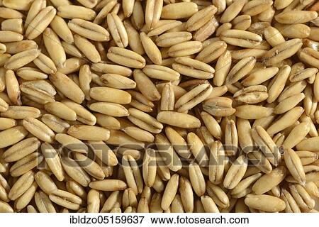 Oats (Avena sativa), oat grains View Large Photo Image Stock Photo - Oats (Avena sativa), oat grains. Fotosearch