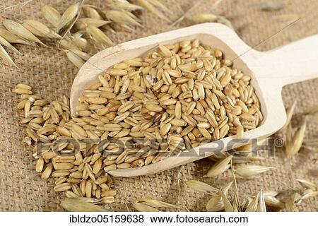 Oats (Avena sativa), oat grains View Large Photo Image Stock Photo - Oats (Avena sativa), oat grains. Fotosearch