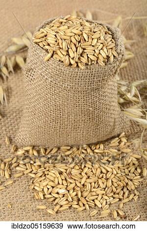 Oats (Avena sativa), oat grains View Large Photo Image Stock Photo - Oats (Avena sativa), oat grains. Fotosearch