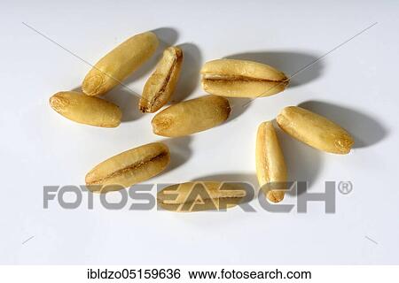 Stock Photograph - Oats (Avena sativa), oat grains. Fotosearch