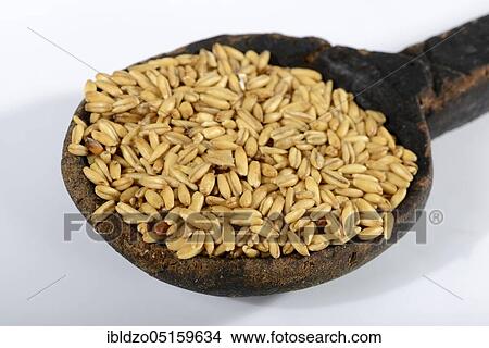 Oats (Avena sativa) View Large Photo Image Picture - Oats (Avena sativa). Fotosearch