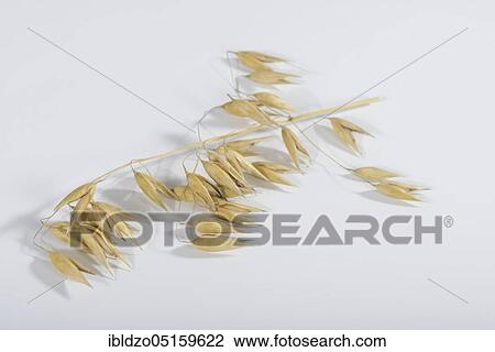 Stock Image - Oats (Avena sativa). Fotosearch