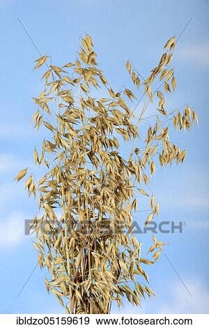 Oats (Avena sativa) View Large Photo Image Stock Photo - Oats (Avena sativa). Fotosearch