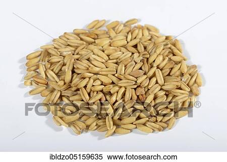 Oats (Avena sativa) View Large Photo Image Stock Photography - Oats (Avena sativa). Fotosearch