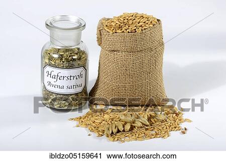 Oats, oat straw (Avena sativa), oat grains View Large Photo Image Stock Image - Oats, oat straw (Avena sativa), oat grains. Fotosearch