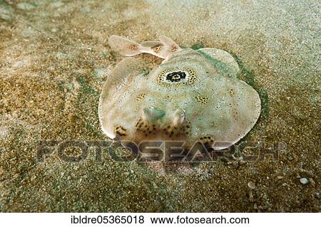 Stock Photo - Ocellated Electric Ray (Diplobatis ommata), Cabo Pulmo Marine National Park, Baja California Sur, Mexico, Central America. Fotosearch