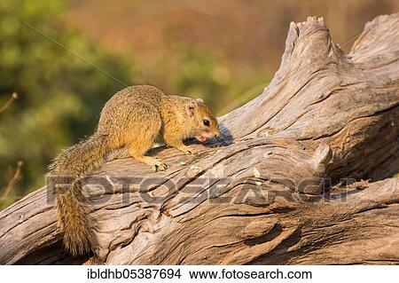 Ochre-footed bush squirrel, Moremi Game Reserve, Okavango Delta (Paraxerus cepapi), Botswana, Africa View Large Photo Image Picture - Ochre-footed bush squirrel, Moremi Game Reserve, Okavango Delta (Paraxerus cepapi), Botswana, Africa. Fotosearch