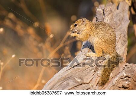 Stock Photo - Ochre-footed bush squirrel, Moremi Game Reserve, Okavango Delta (Paraxerus cepapi), Botswana, Africa. Fotosearch